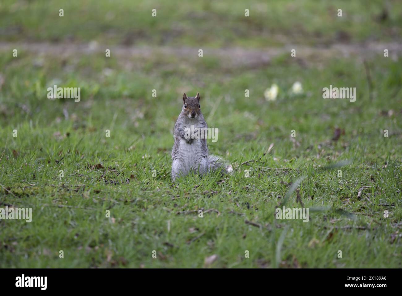 Eastern Gray Squirrel (Sciurus carolinensis) Sat Facing Camera on Grass, Looking at Camera with Two Front Paws Together on Chest, taken in the UK Stock Photo