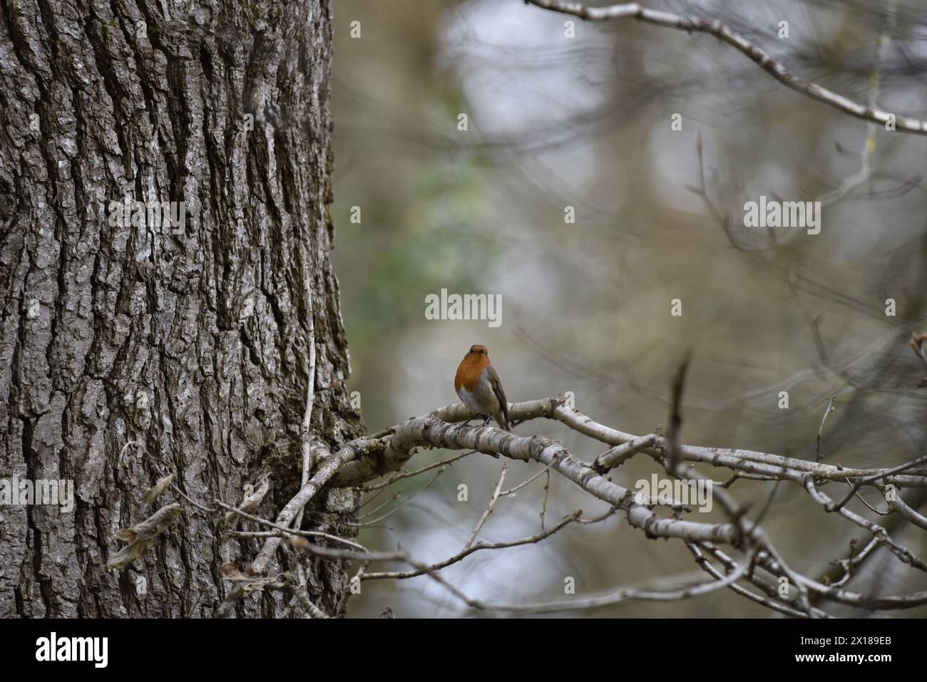 European Robin (Erithacus rubecula) Facing Camera From Branches Near Bottom of Image, with Tree Trunk to Left, against a Bokeh Woodland Background, UK Stock Photo