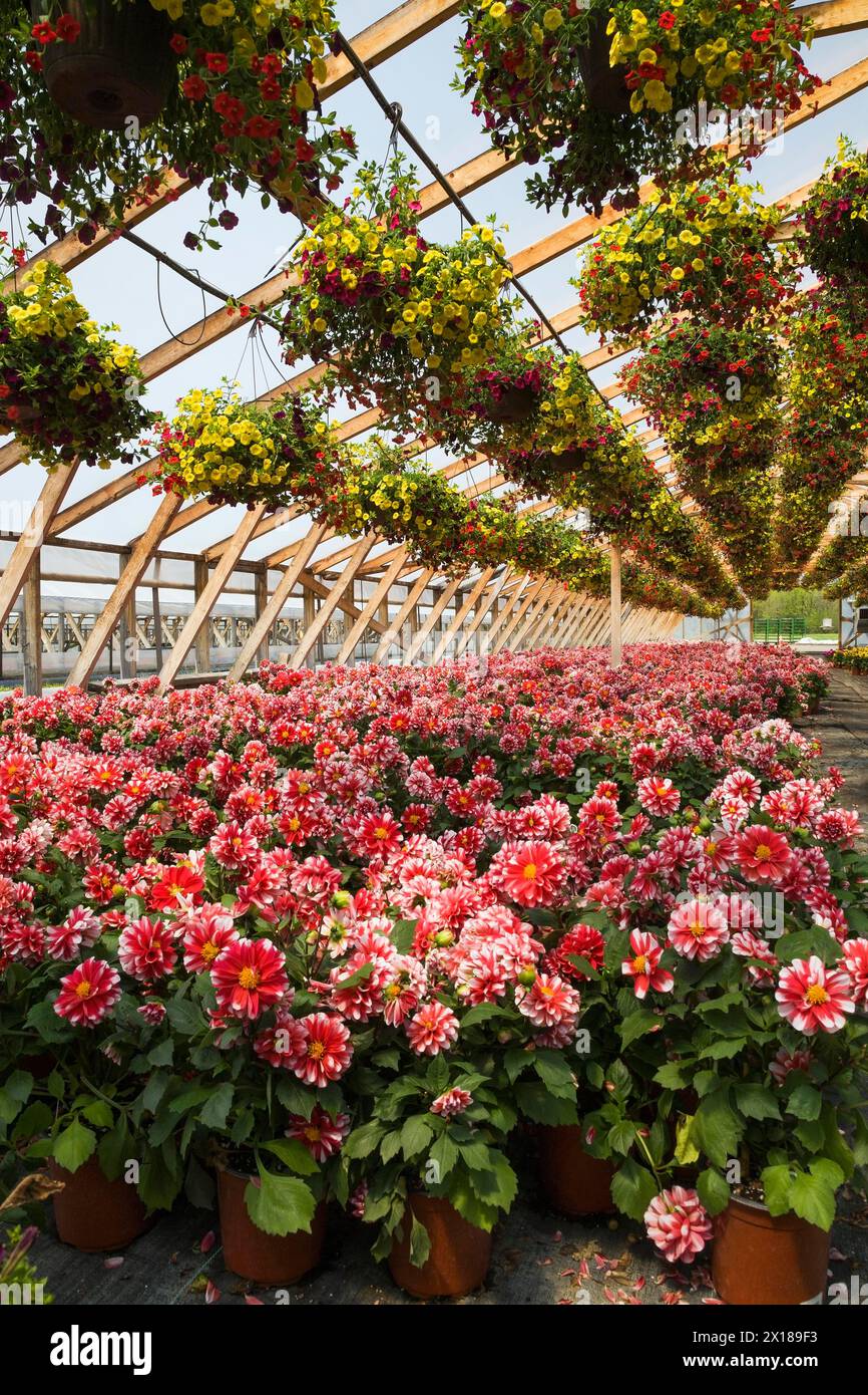 Yellow and red flowers in hanging baskets plus red and white Dahlias in