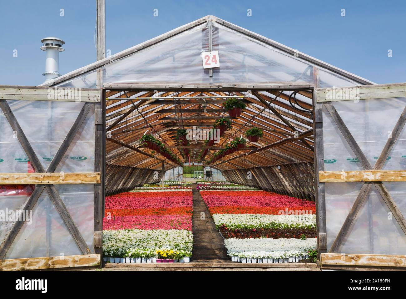 Opened doors on a greenhouse with white, pink and red flowering Begonia plants being grown in containers in spring, Quebec, Canada Stock Photo