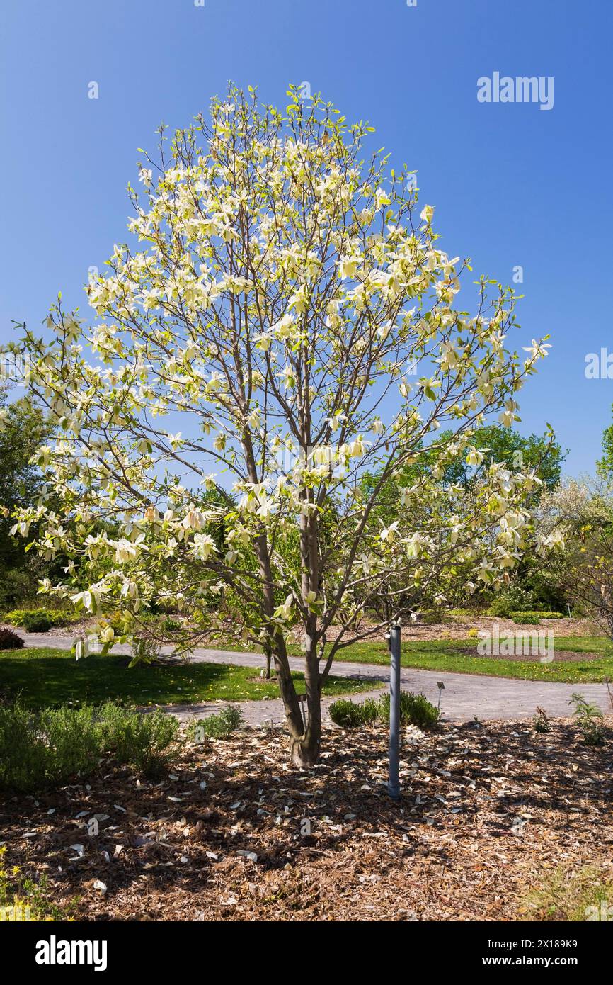 Yellow flowering Magnolia 'Banana Split' tree in spring, Montreal Botanical Garden, Quebec, Canada Stock Photo