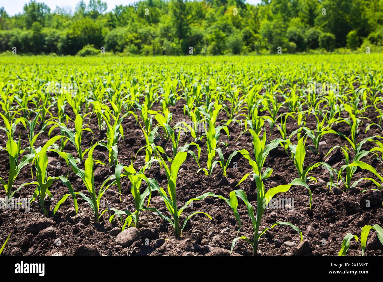 Zea mays, Corn crop seedlings in field in late spring, Quebec, Canada ...