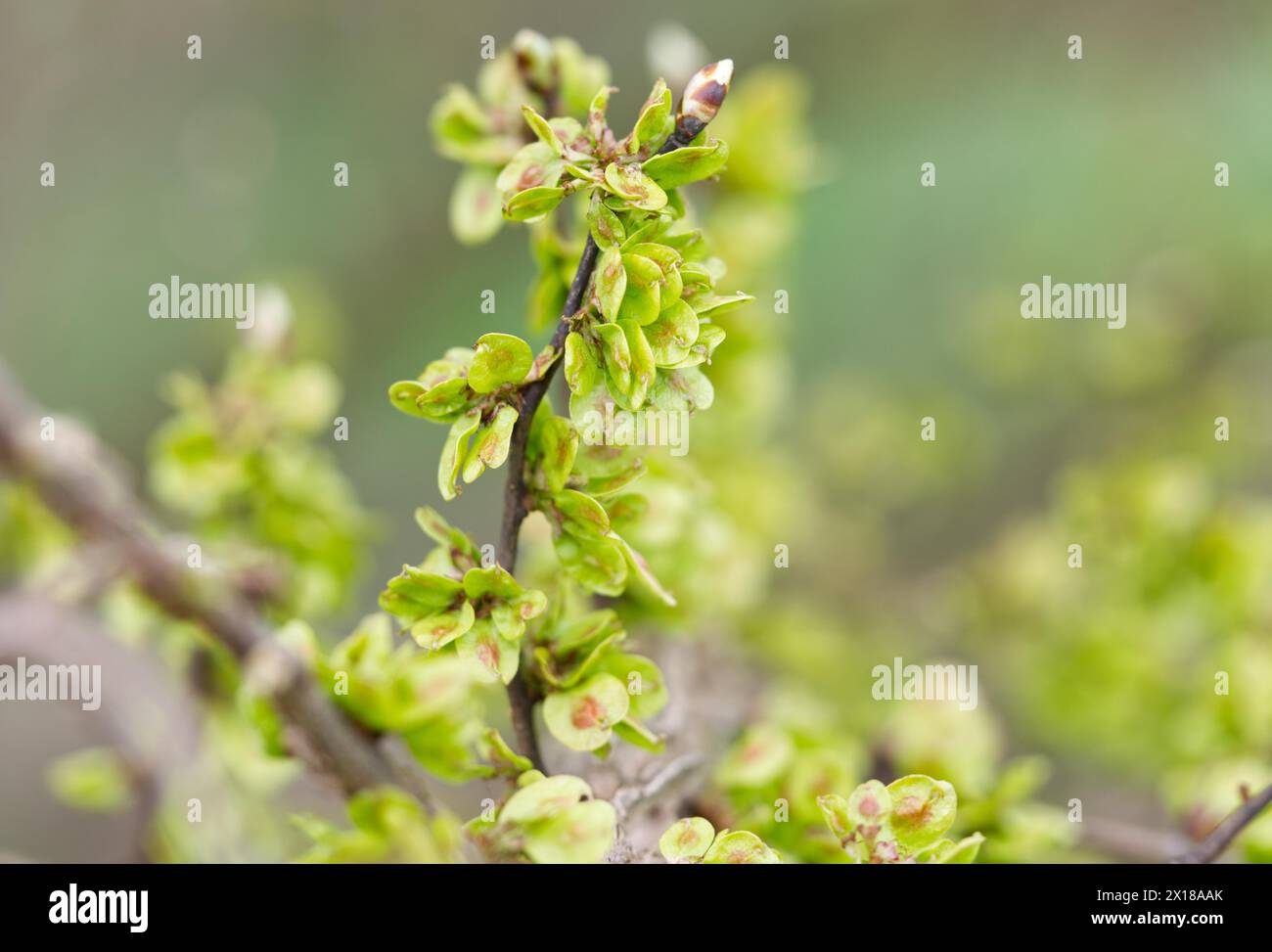 Small showy kidney vines (Exochorda macrantha 'The Bride') Stock Photo