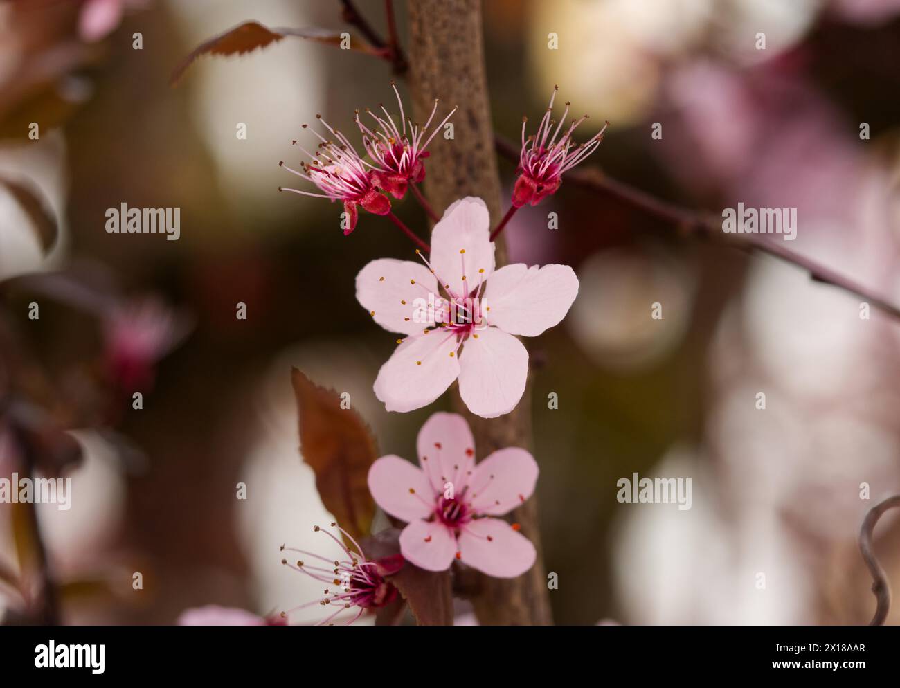 Blossom of a blood plum (Prunus cerasifera 'Nigra') Stock Photo