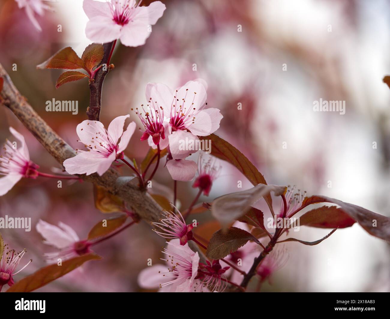 Blossoms of a blood plum (Prunus cerasifera 'Nigra') Stock Photo