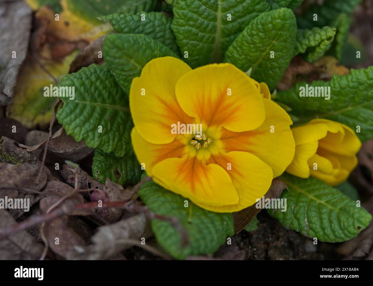 Yellow cushion primrose, Primula vulgaris Stock Photo