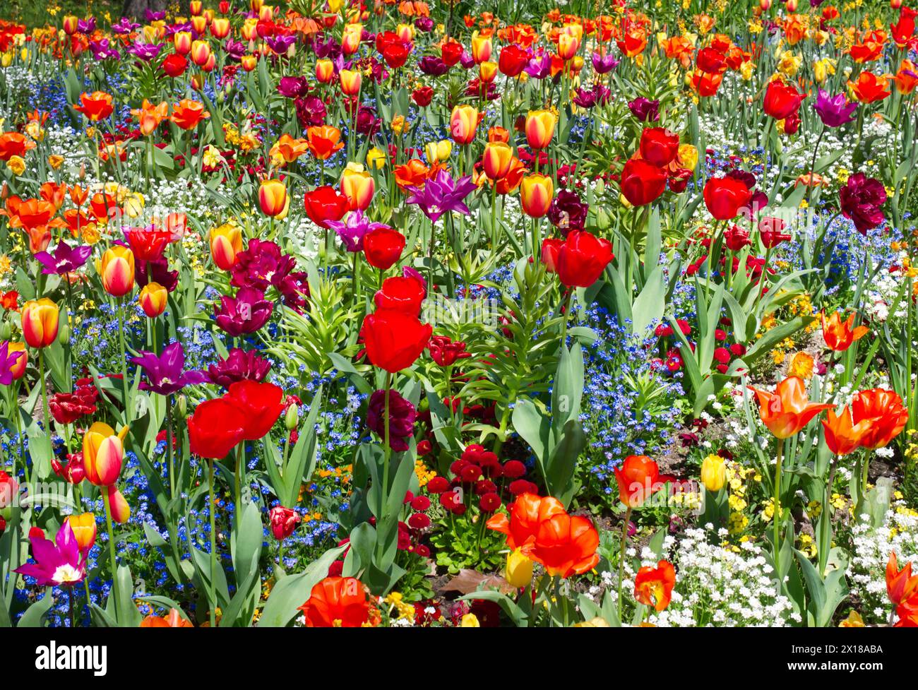 Colourful flower meadow with mainly tulips (Tulipa sylvestris) Stock Photo