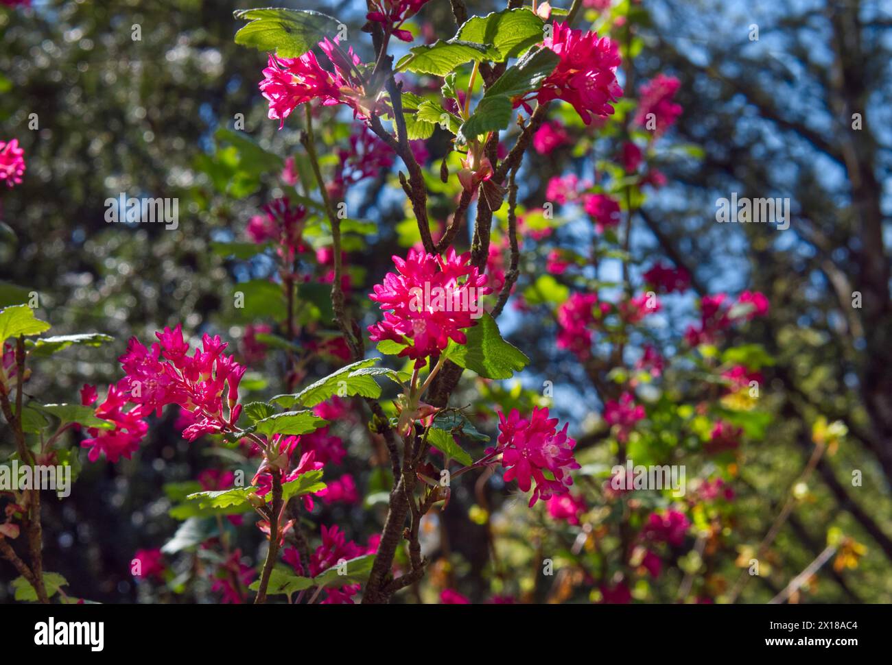 Rhododendron, several flowers, (Rhododendron hypoglaucum) Stock Photo