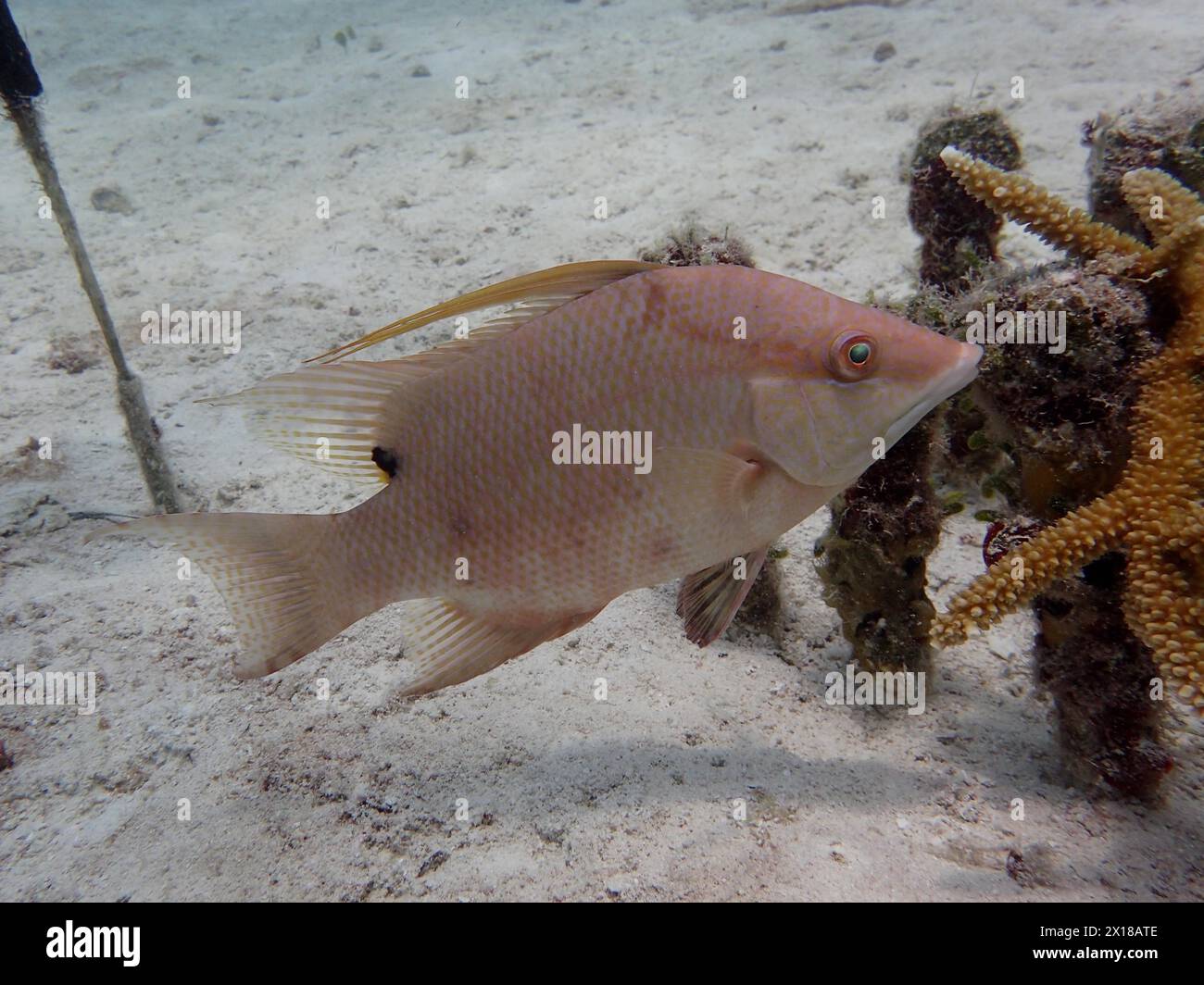 Hogfish (Lachnolaimus maximus), changes colour, dive site Nursery, Tavernier, Florida Keys, Florida, USA Stock Photo