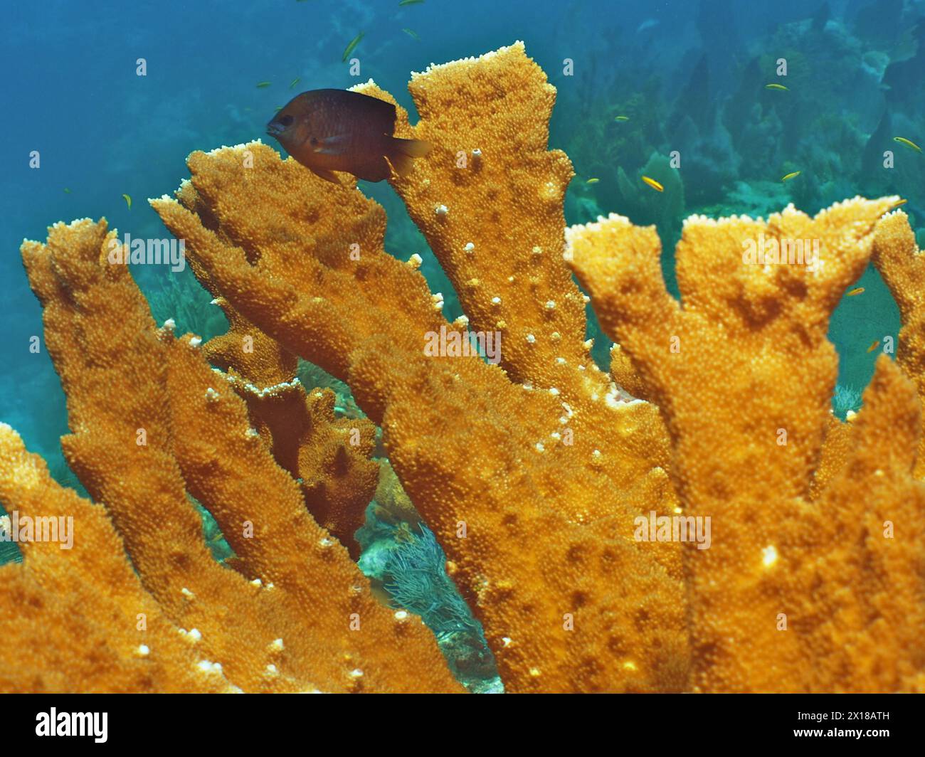 Close-up of elkhorn coral (Acropora palmata), dive site John Pennekamp Coral Reef State Park, Key Largo, Florida Keys, Florida, USA Stock Photo