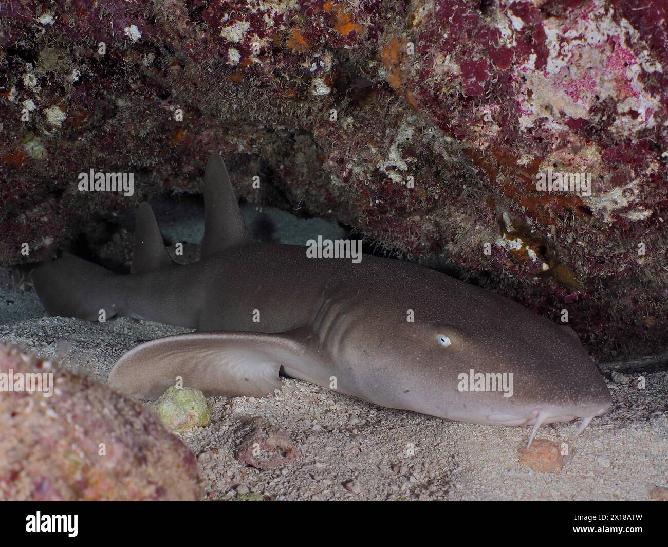 An Atlantic nurse shark (Ginglymostoma cirratum) rests in the sand at ...