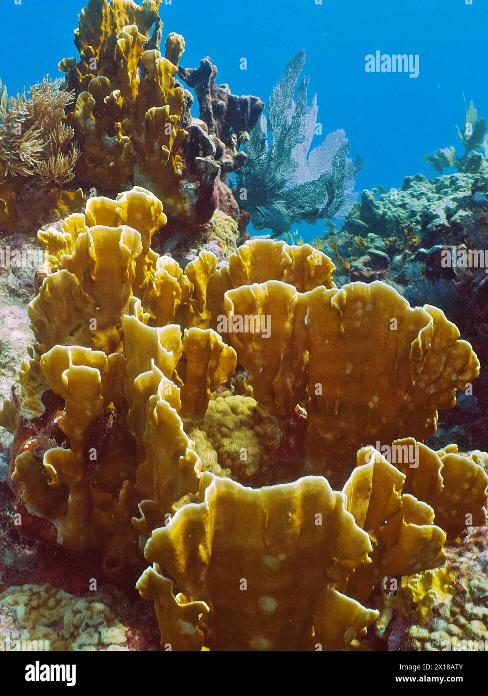 Fire coral (Millepora complanata), dive site John Pennekamp Coral Reef State Park, Key Largo, Florida Keys, Florida, USA Stock Photo