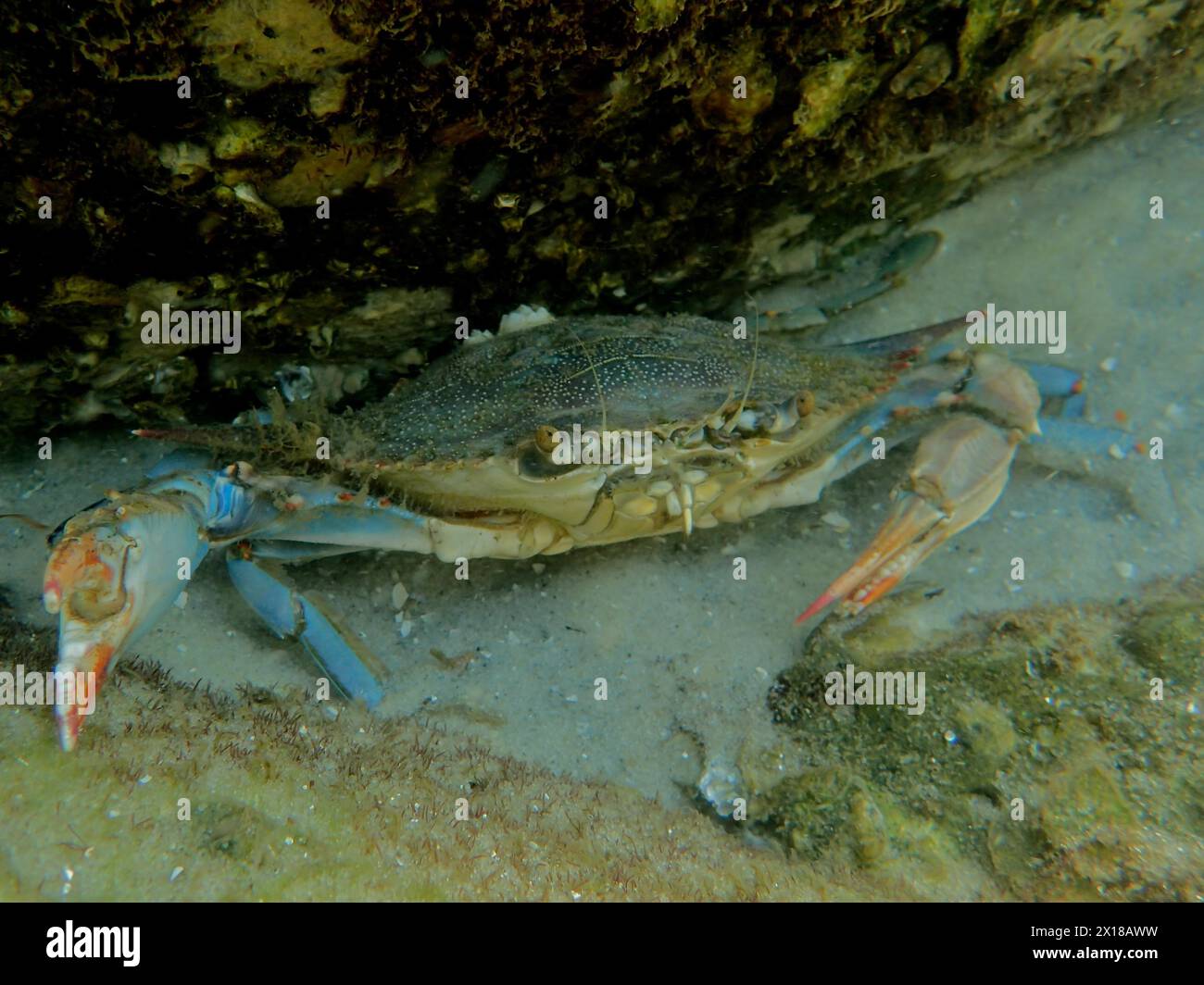 Atlantic blue crab (Callinectes sapidus), dive site John Pennekamp Coral Reef State Park, Key Largo, Florida Keys, Florida, USA Stock Photo