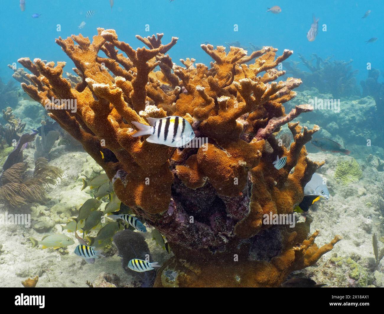 Elkhorn coral (Acropora palmata) and field weaver fish (Abudefduf saxatilis), dive site John Pennekamp Coral Reef State Park, Key Largo, Florida Stock Photo