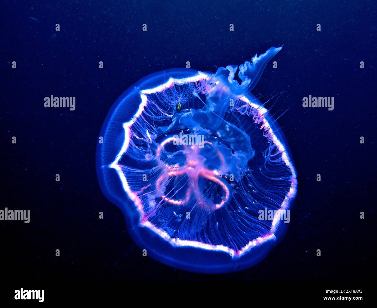 Common jellyfish (Aurelia aurita), dive site Amber Jack, Destin, Panhandle, Gulf of Mexico, Florida, USA Stock Photo