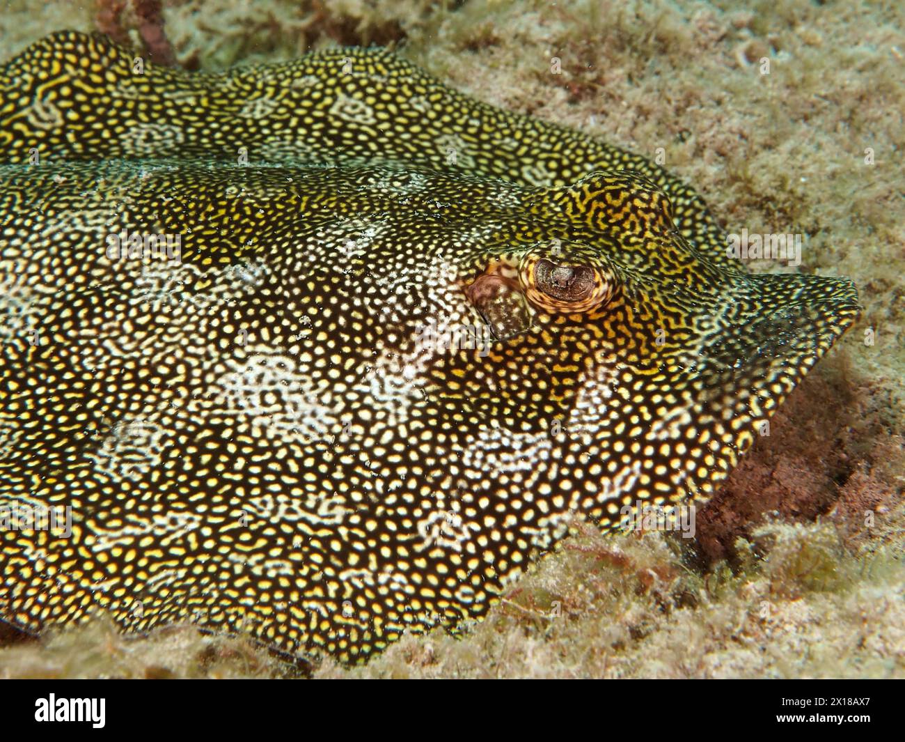 Oval Jamaican stingray (Urolophus jamaiciensis), dive site Nursery ...