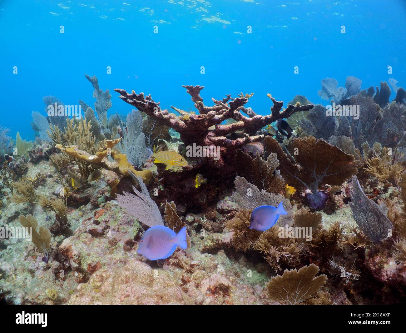 Dead elkhorn coral (Acropora palmata) in a typical Caribbean reef landscape. Dive site John Pennekamp Coral Reef State Park, Key Largo, Florida Keys Stock Photo