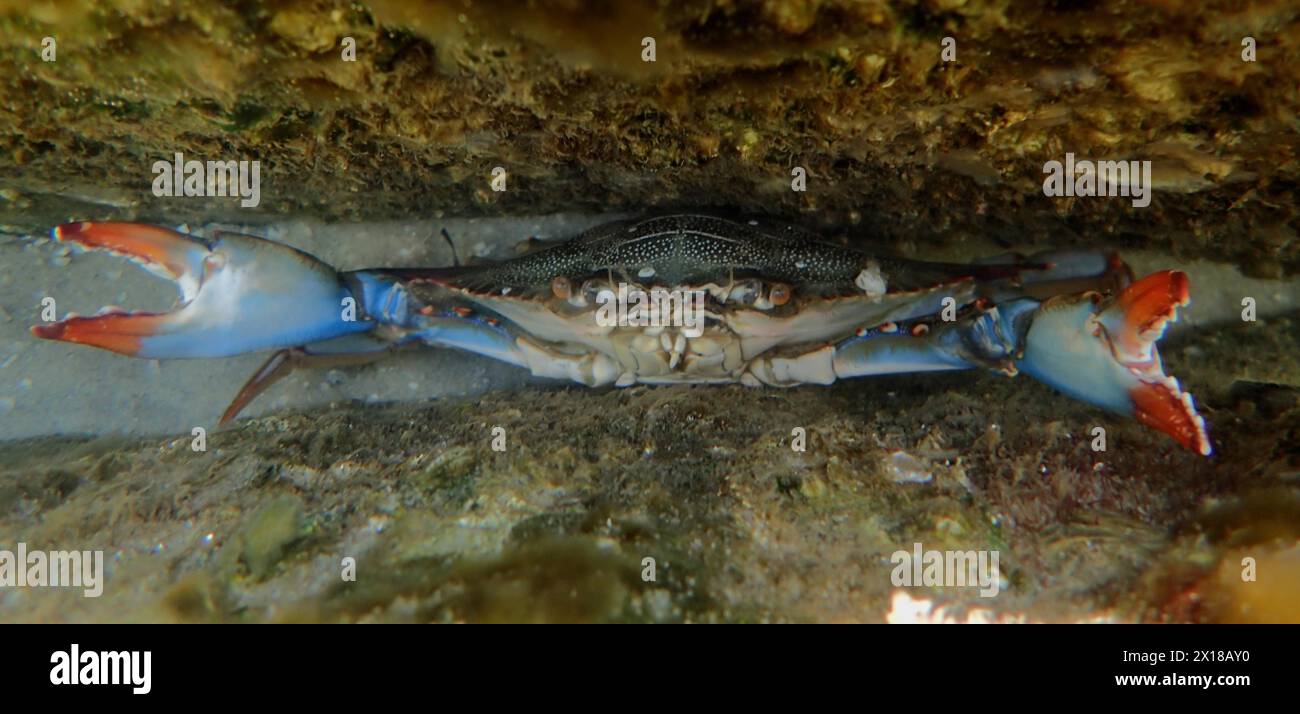 A atlantic blue crab (Callinectes sapidus) threatens in its hiding place with its claws, dive site John Pennekamp Coral Reef State Park, Key Largo Stock Photo
