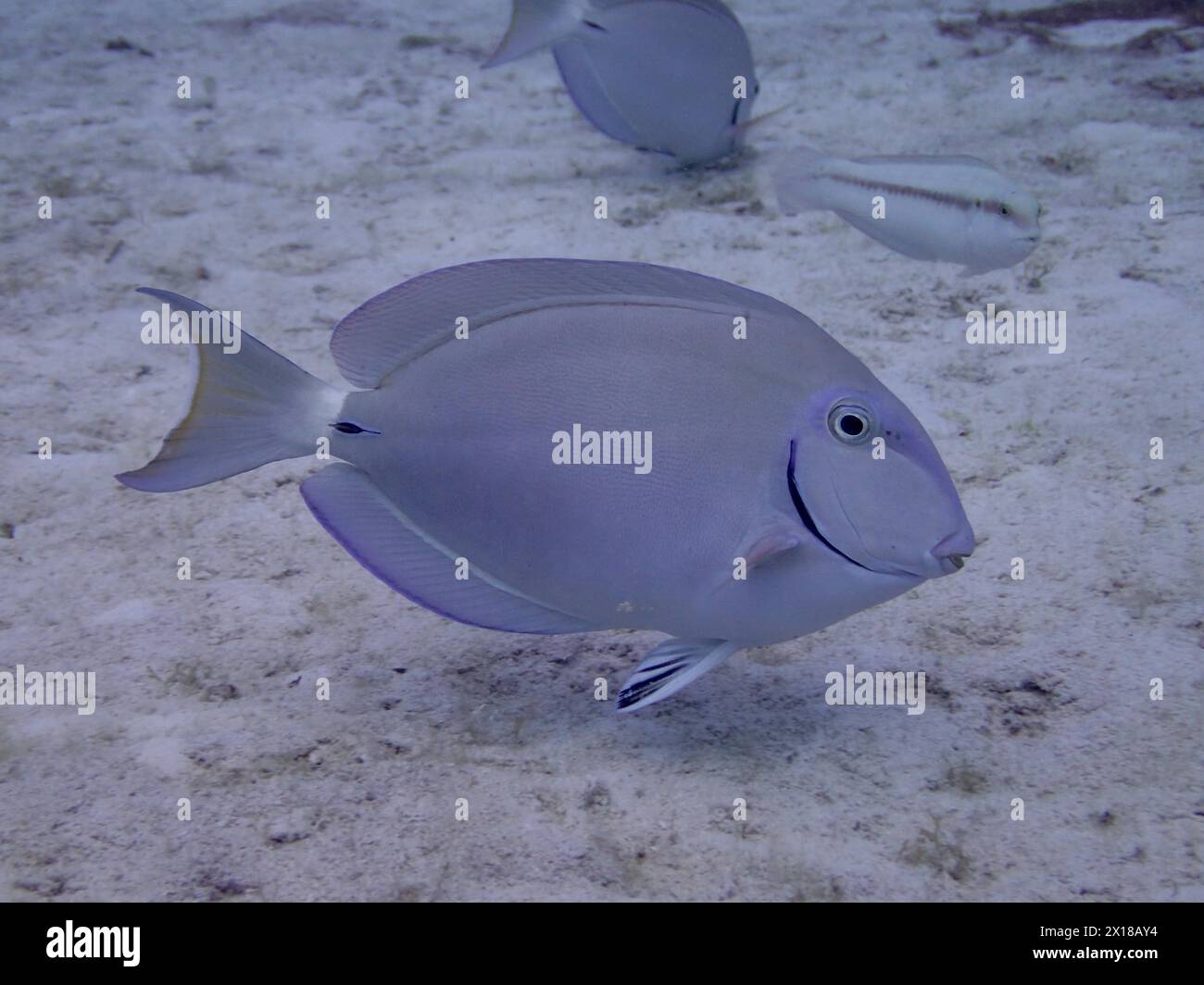 Bahia surgeonfish (Acanthurus bahianus), dive site Nursery, Tavernier, Florida Keys, Florida, USA Stock Photo