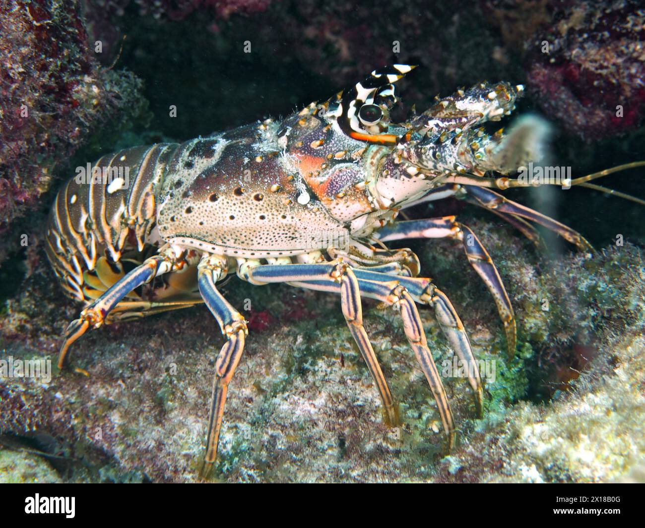 Caribbean spiny crayfish (Panulirus argus), John Pennekamp Coral Reef State Park dive site, Key Largo, Florida Keys, Florida, USA Stock Photo