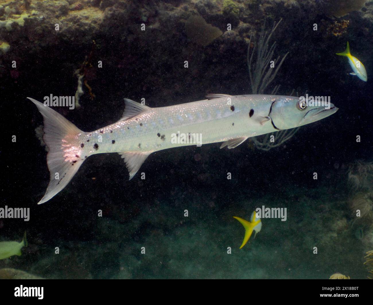 Great barracuda florida keys hi-res stock photography and images - Alamy