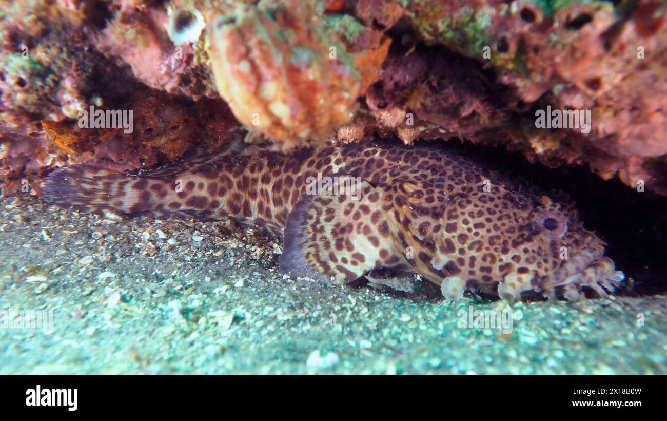 Gulf toadfish (Opsanus beta) Toadfish. Dive site Amber Jack, Destin, Panhandle, Gulf of Mexico, Florida, USA Stock Photo