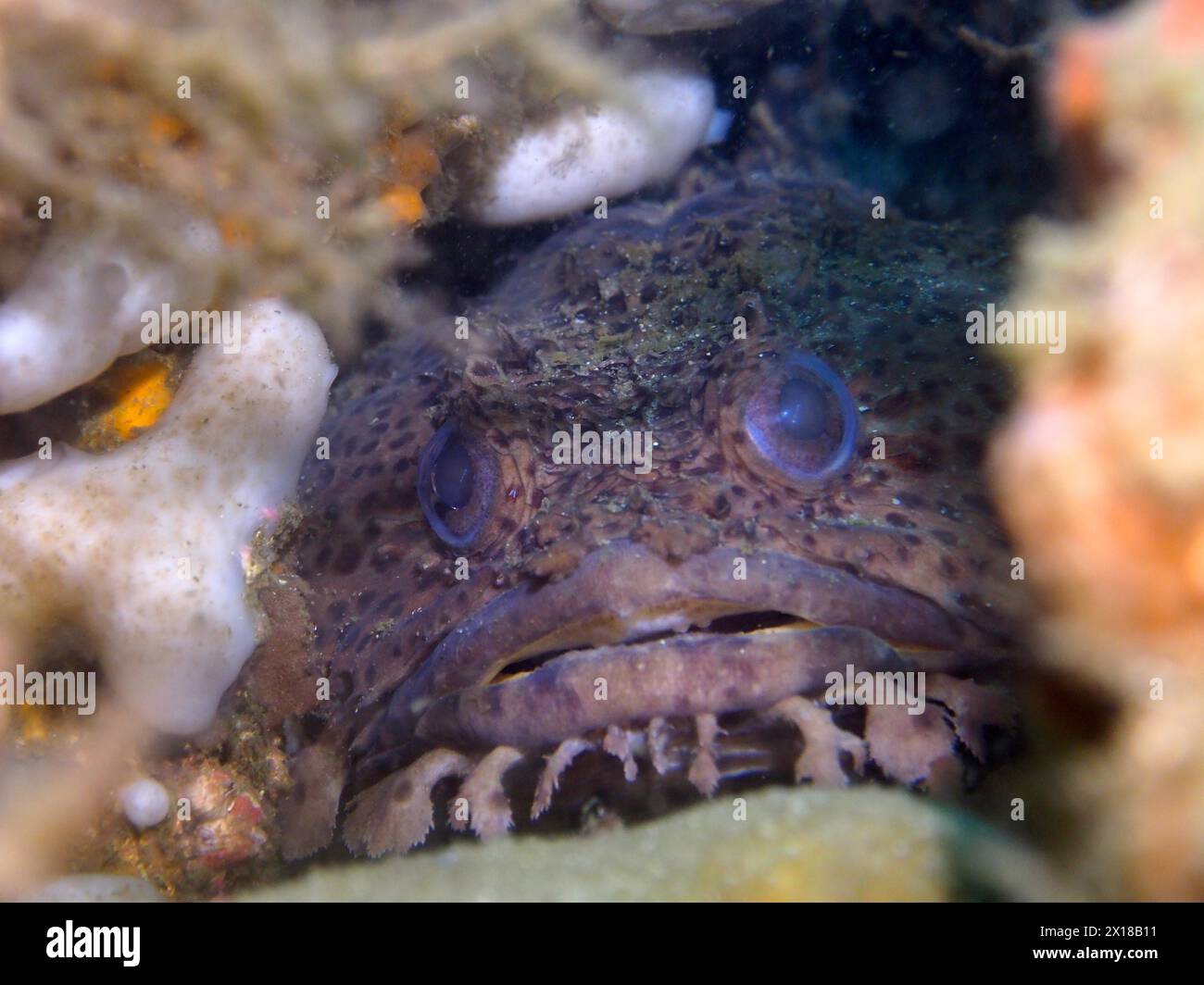 Gulf toadfish (Opsanus beta), dive site Anna's Reef, Destin, Panhandle, Gulf of Mexico, Florida, USA Stock Photo
