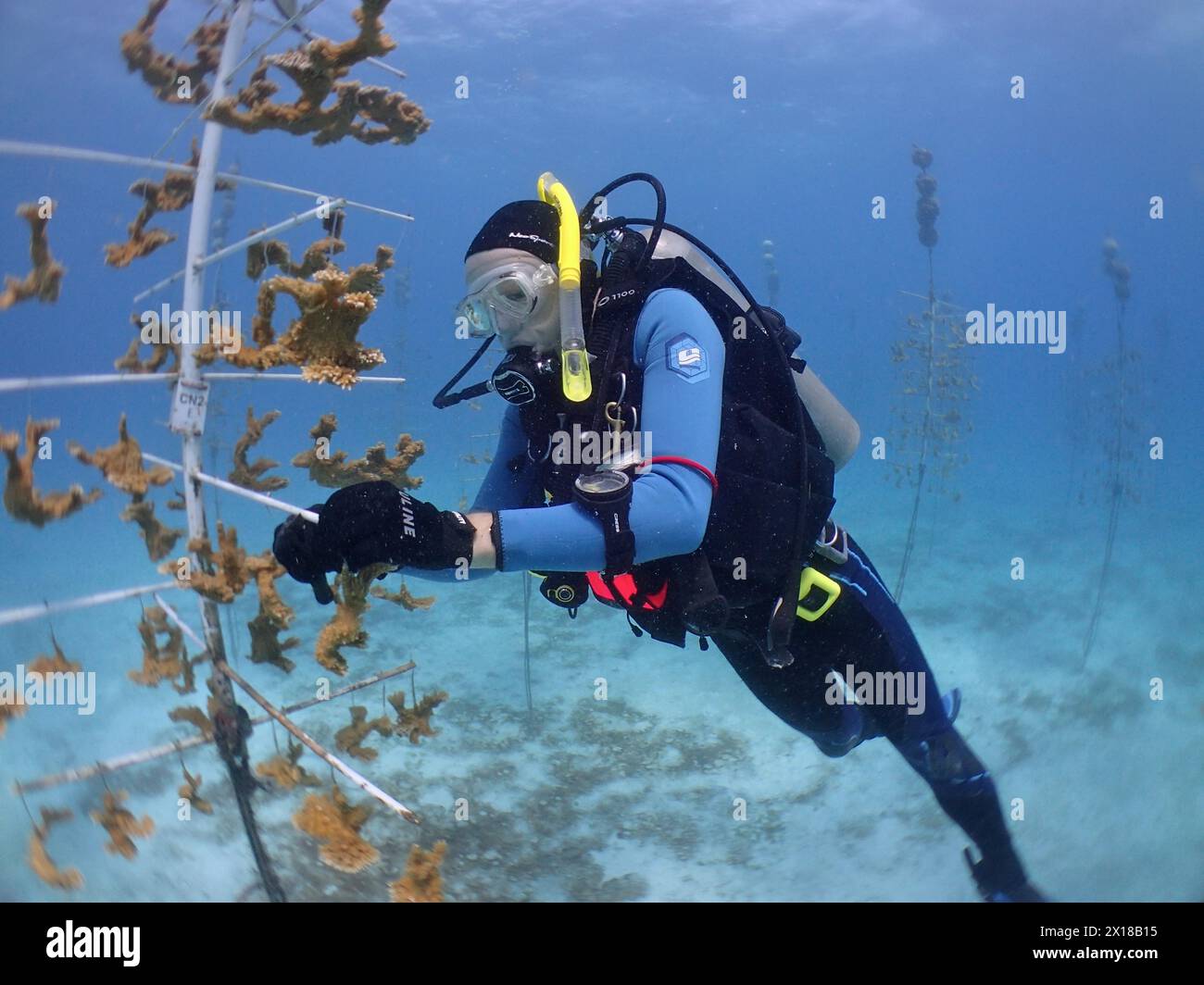 Coral farming. Divers hang pieces of elkhorn coral (Acropora palmata) on the frame, where they grow into strong corals until they can be released Stock Photo