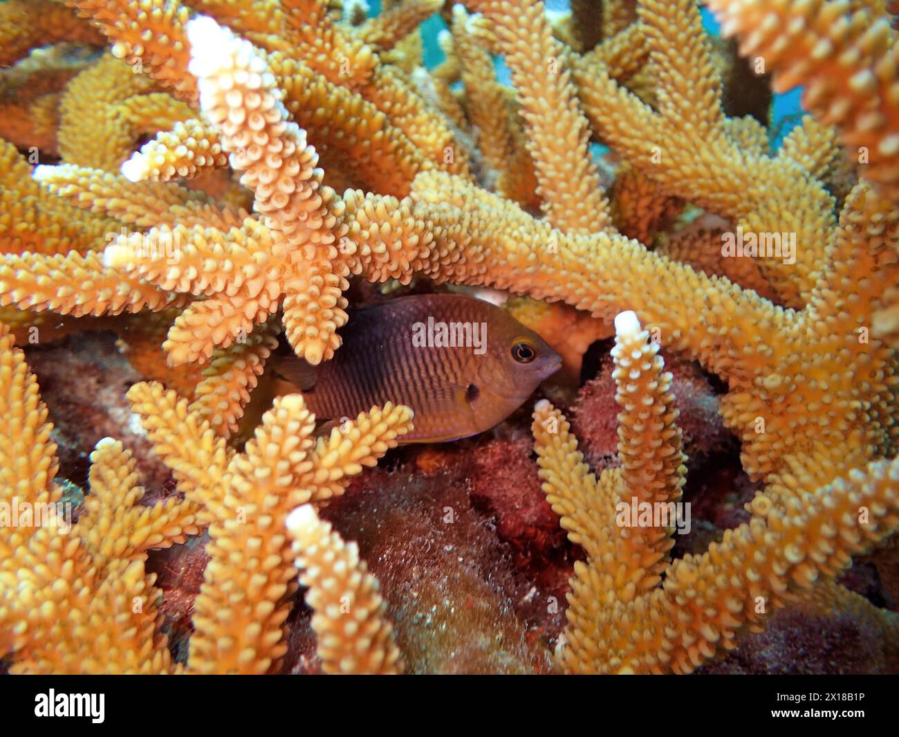 A damselfish seeks shelter in a staghorn coral (Acropora cervicornis), dive site John Pennekamp Coral Reef State Park, Key Largo, Florida Keys Stock Photo