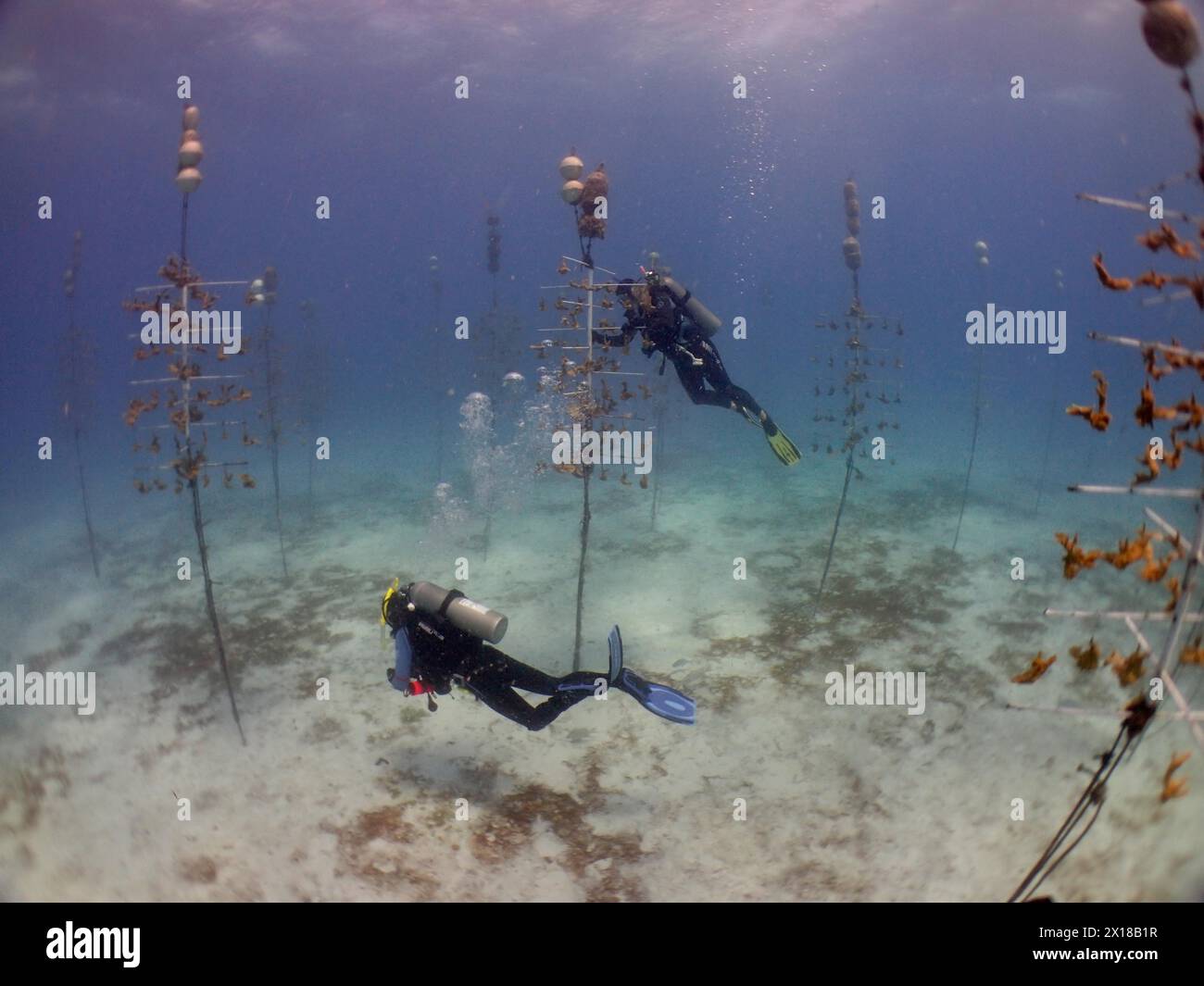 Coral farming. Divers clean the racks on which young specimens of elkhorn coral (Acropora palmata) or staghorn coral (Acropora cervicornis) grow Stock Photo