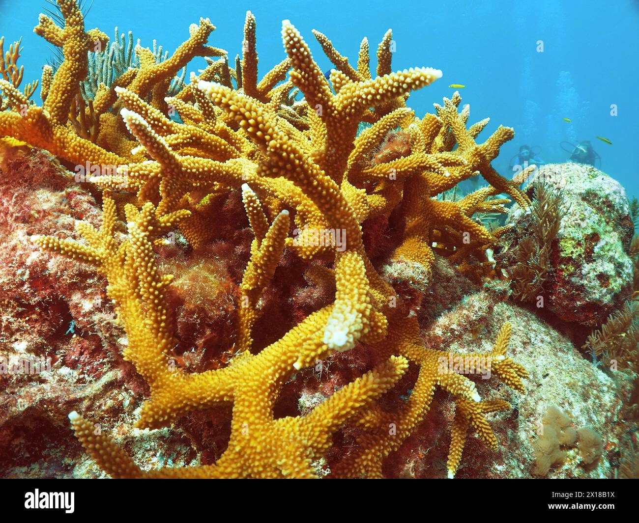 Staghorn coral (Acropora cervicornis), dive site John Pennekamp Coral Reef State Park, Key Largo, Florida Keys, Florida, USA Stock Photo