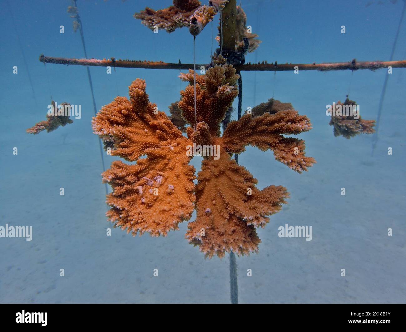 Coral culture. Magnificently grown specimen of elkhorn coral (Acropora palmata) on the rack, ready to be cut into pieces and then placed on the reef. Stock Photo