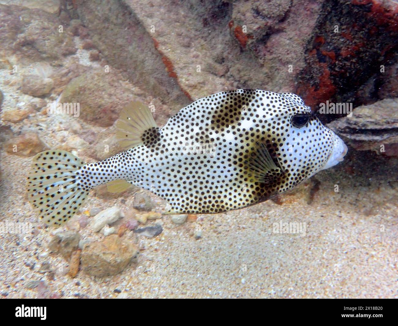 Spotted trunkfish (Lactophrys bicaudalis), dive site Nursery, Tavernier, Florida Keys, Florida, USA Stock Photo