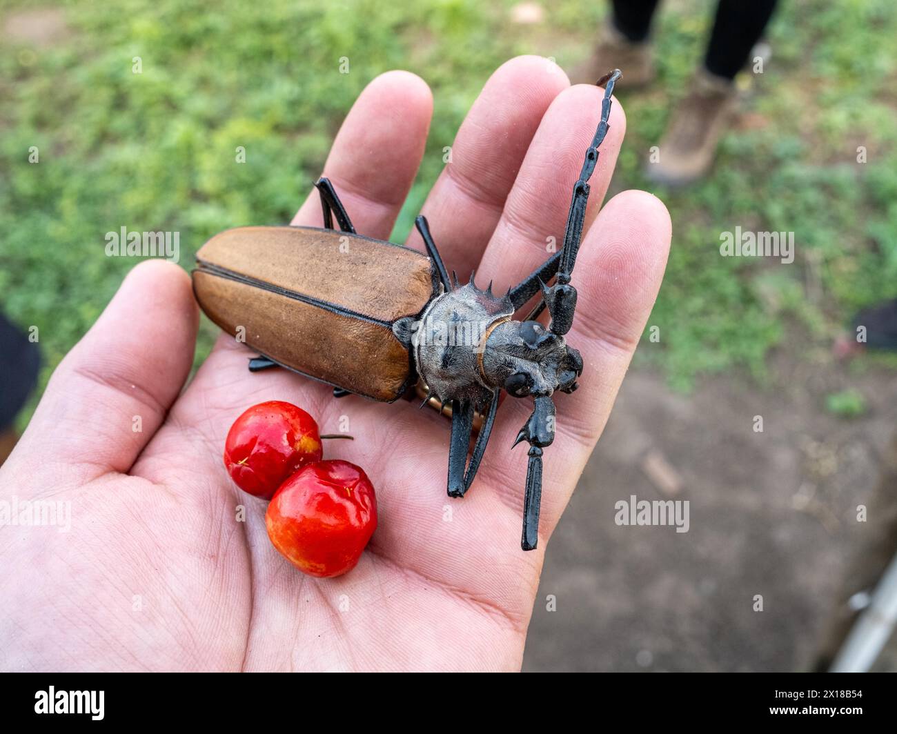 Titan beetle at an farm near Pousada Santa Clara, Nhecolandia, Corumba, Mato Grosso do Sul, Brazil Stock Photo