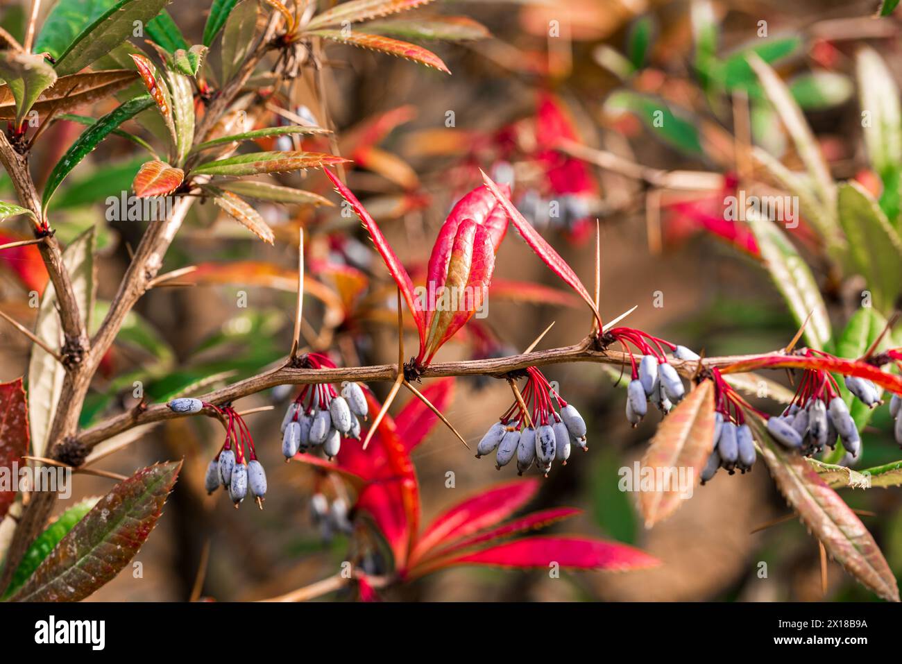 Berberis julianae in spring. Green and red berberis leaves. Wintergreen barberry or chinese barberry. Stock Photo