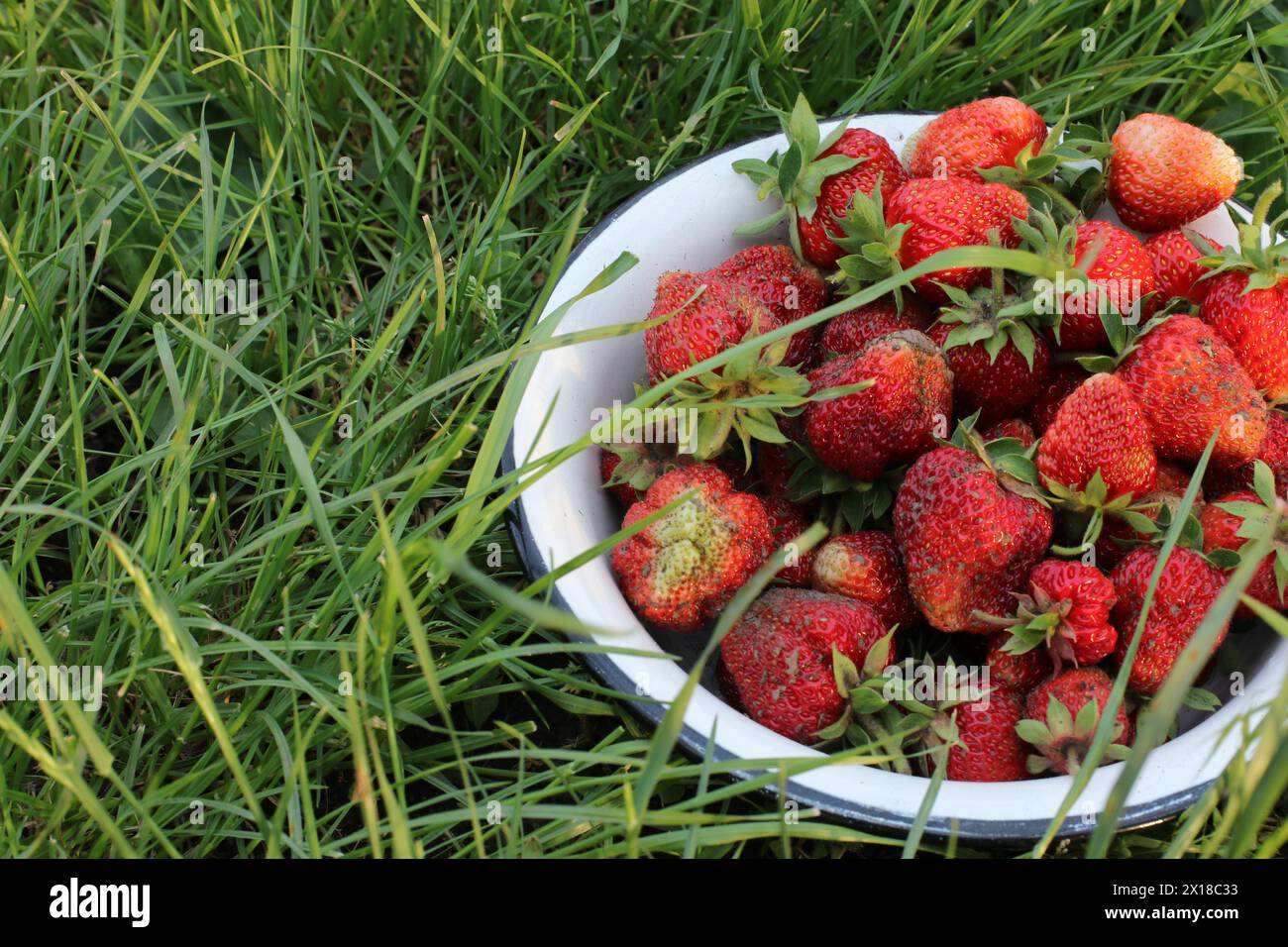 Strawberries garden grass hi-res stock photography and images - Alamy