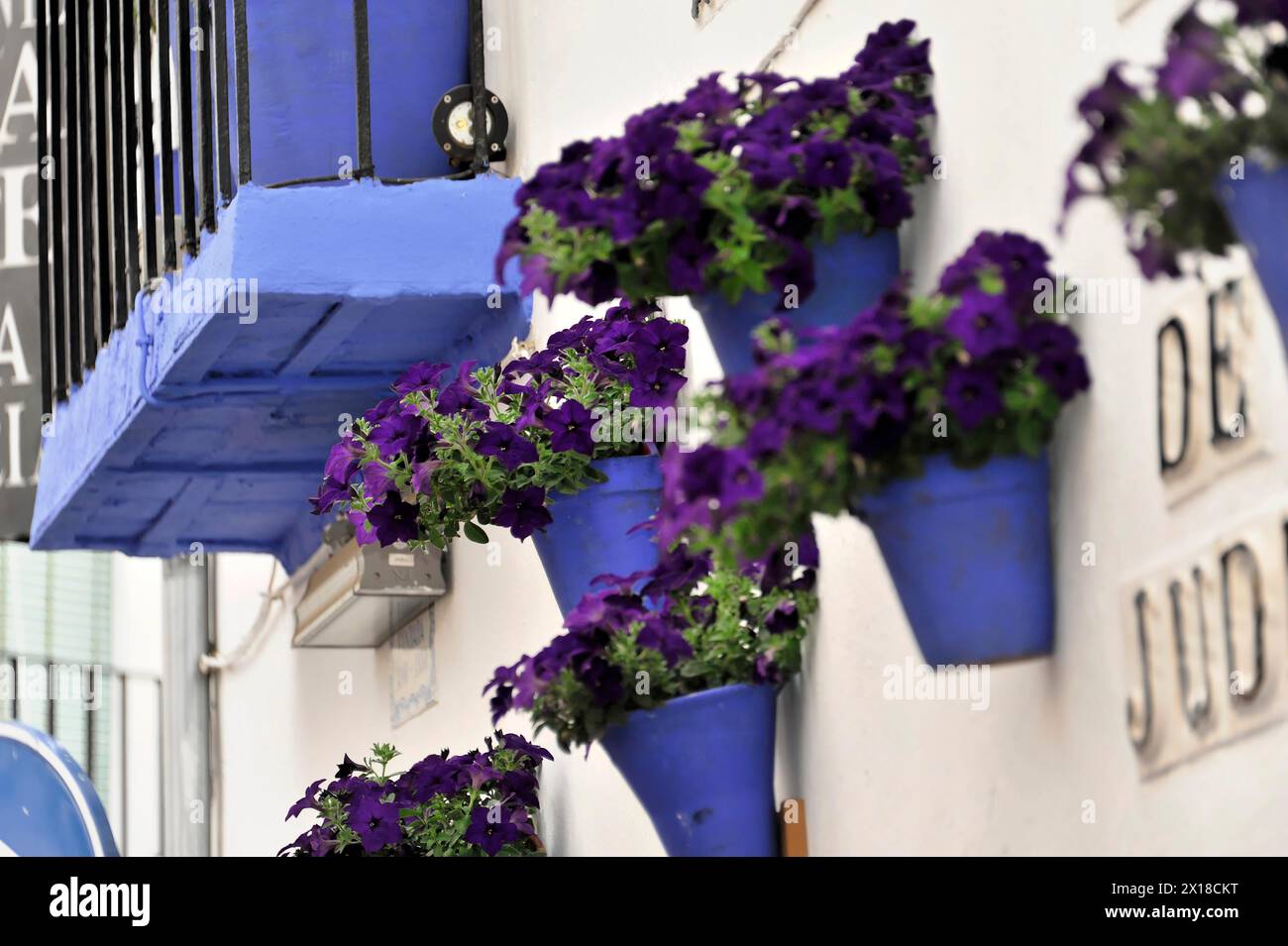 Cordoba, Purple petunias in blue pots under a blue canopy against a ...