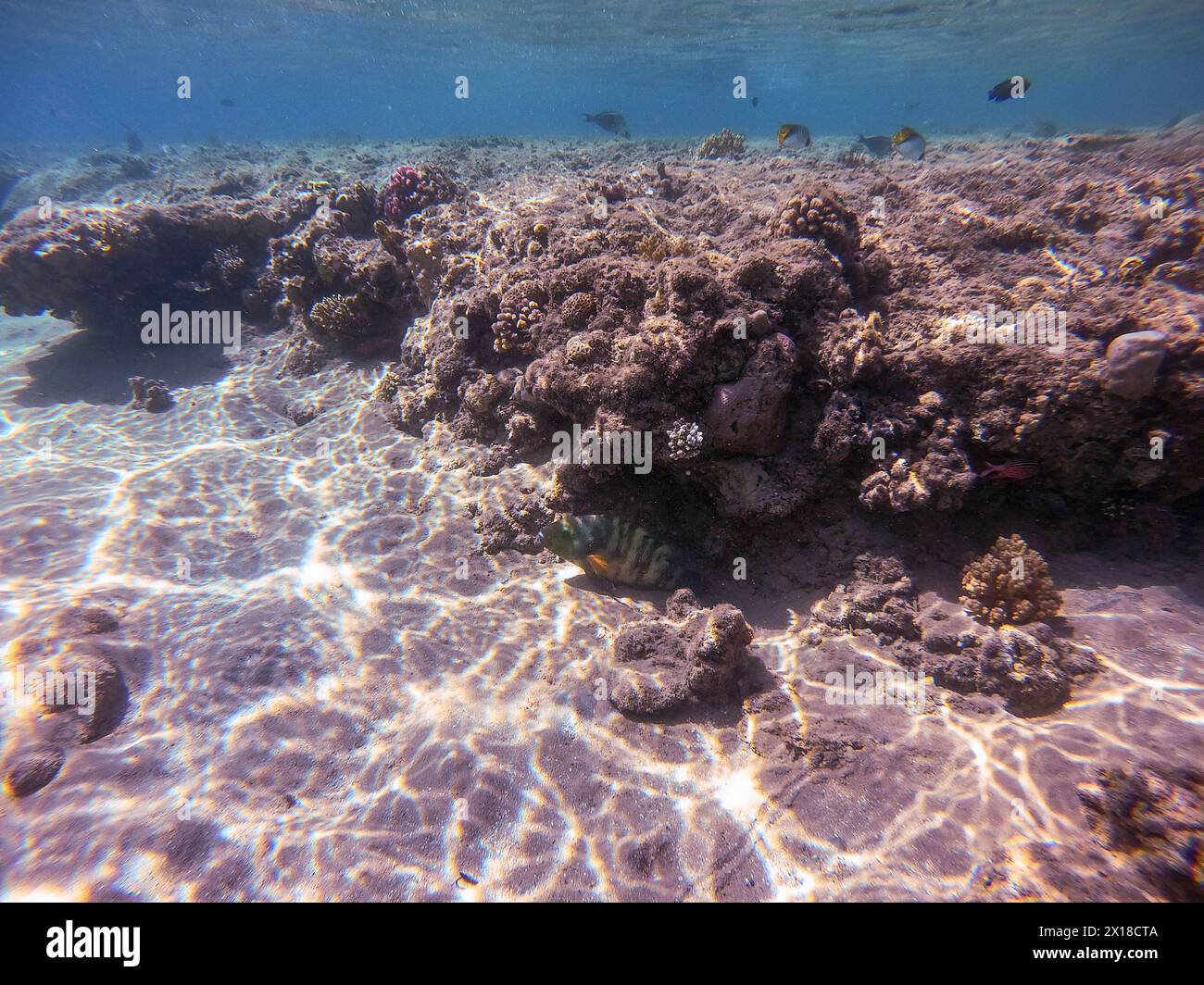 Close up view of tropical big broomtail wrasse known as Cheilinus ...