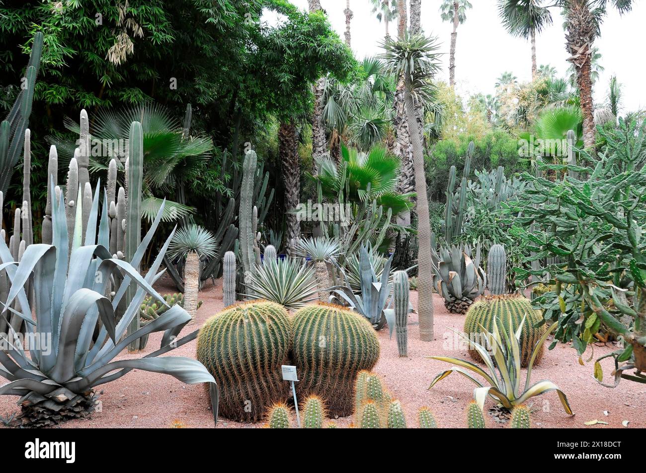 Jardin Majorelle, botanical garden in Marrakech, diverse cactus garden with a wide variety of species and shapes, Marrakech, Morocco Stock Photo
