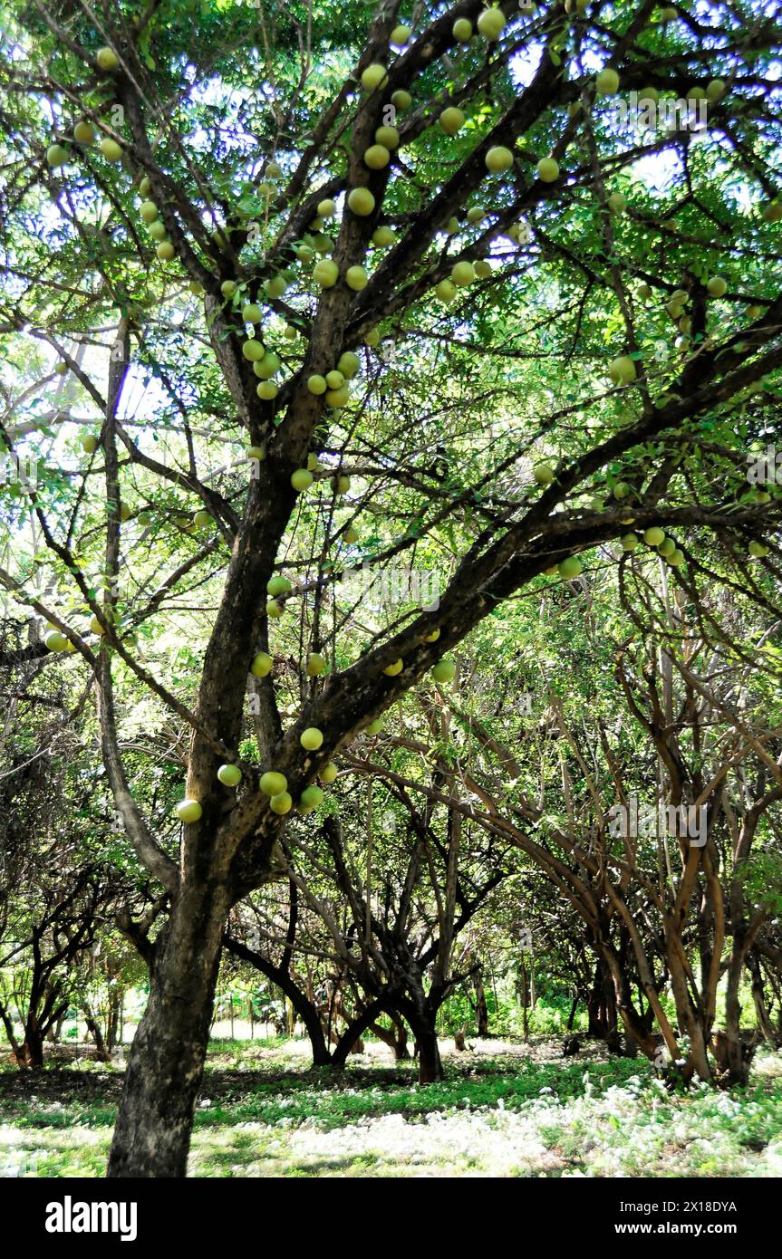 Near Leon, Nicaragua, Densely leafy calabash tree with calabash fruits