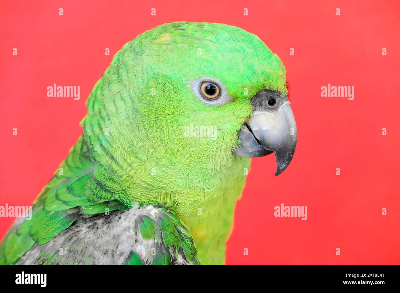 Ometepe Island, Nicaragua, A portrait of a green parrot (Ara ambigua), against a monochrome red background, Central America, Central America Stock Photo