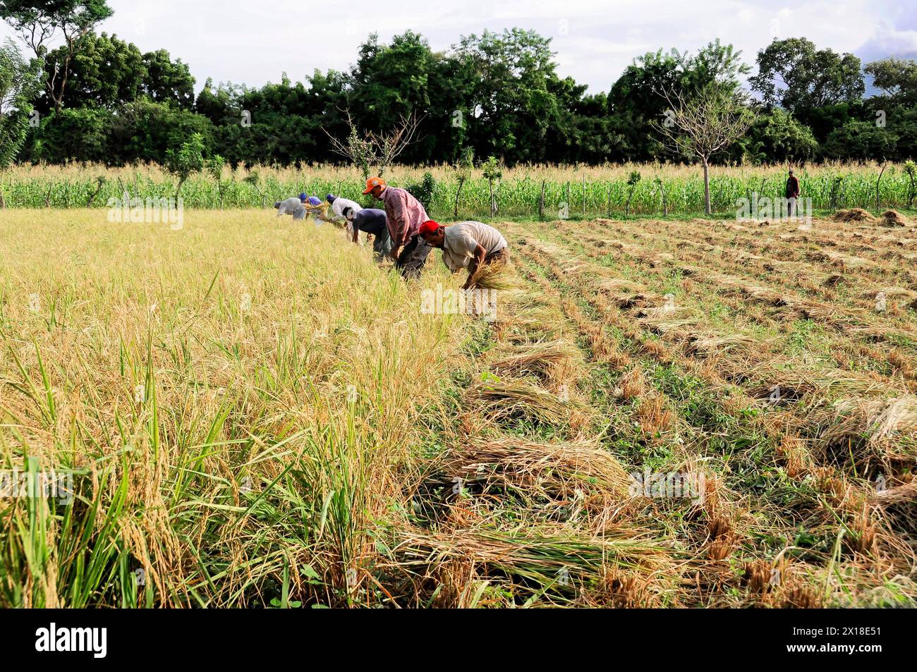Nicargua Rice Green landscape ometepe island hi-res stock photography and images - Alamy