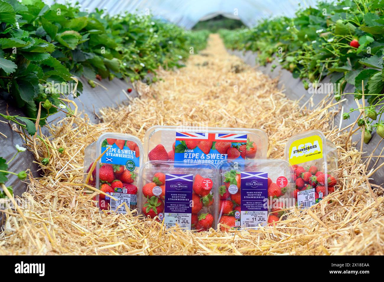 Sergei Kaminski, Soft Fruit Manager, Geddes Farms Geddes Farms, one of