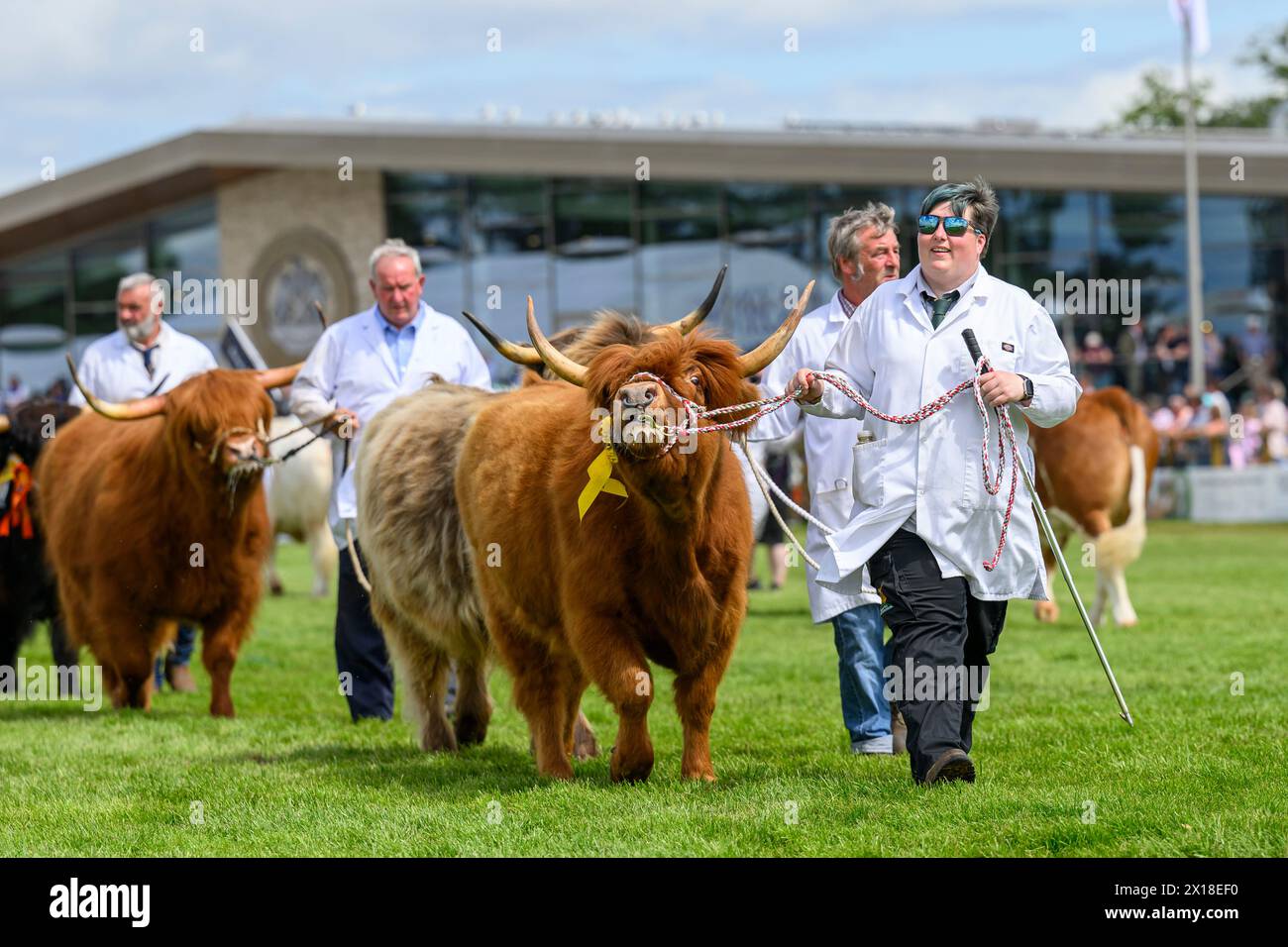 The Royal Highland Show Cattle Highland Cow Stock Photo