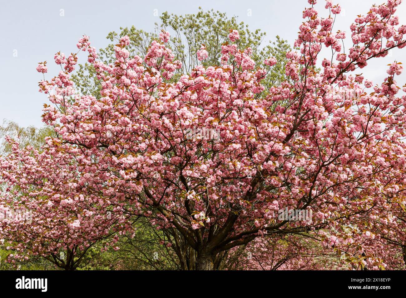 Blossoming cherry trees on the TV Asahi cherry blossom avenue on the Berlin Wall Trail. The