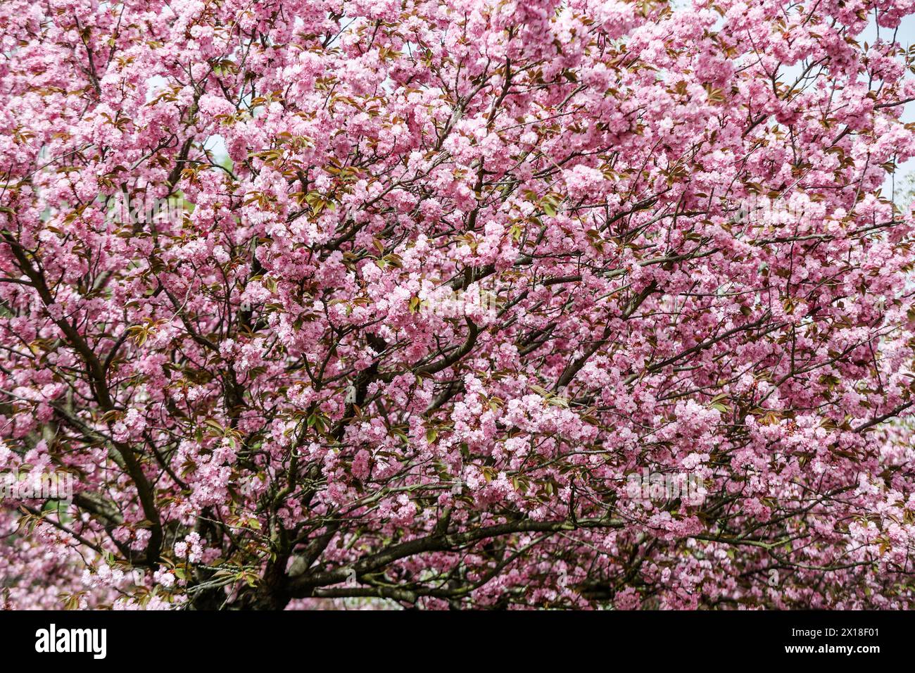 Blossoming cherry trees on the TV Asahi cherry blossom avenue on the Berlin Wall Trail. The