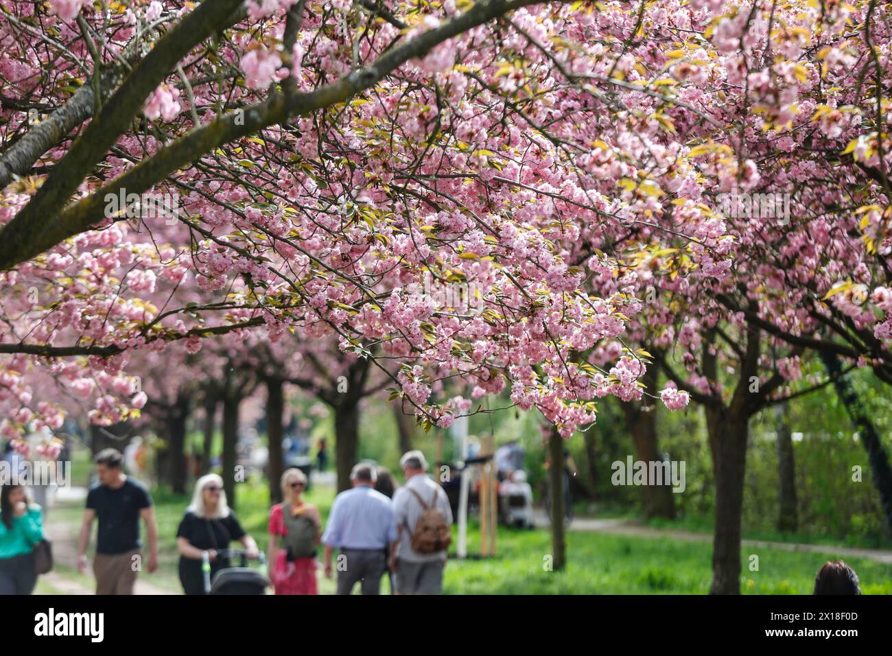 Blossoming cherry trees on the TV Asahi cherry blossom avenue on the Berlin Wall Trail. The cherry blossom avenue on the former border strip between t Stock Photo