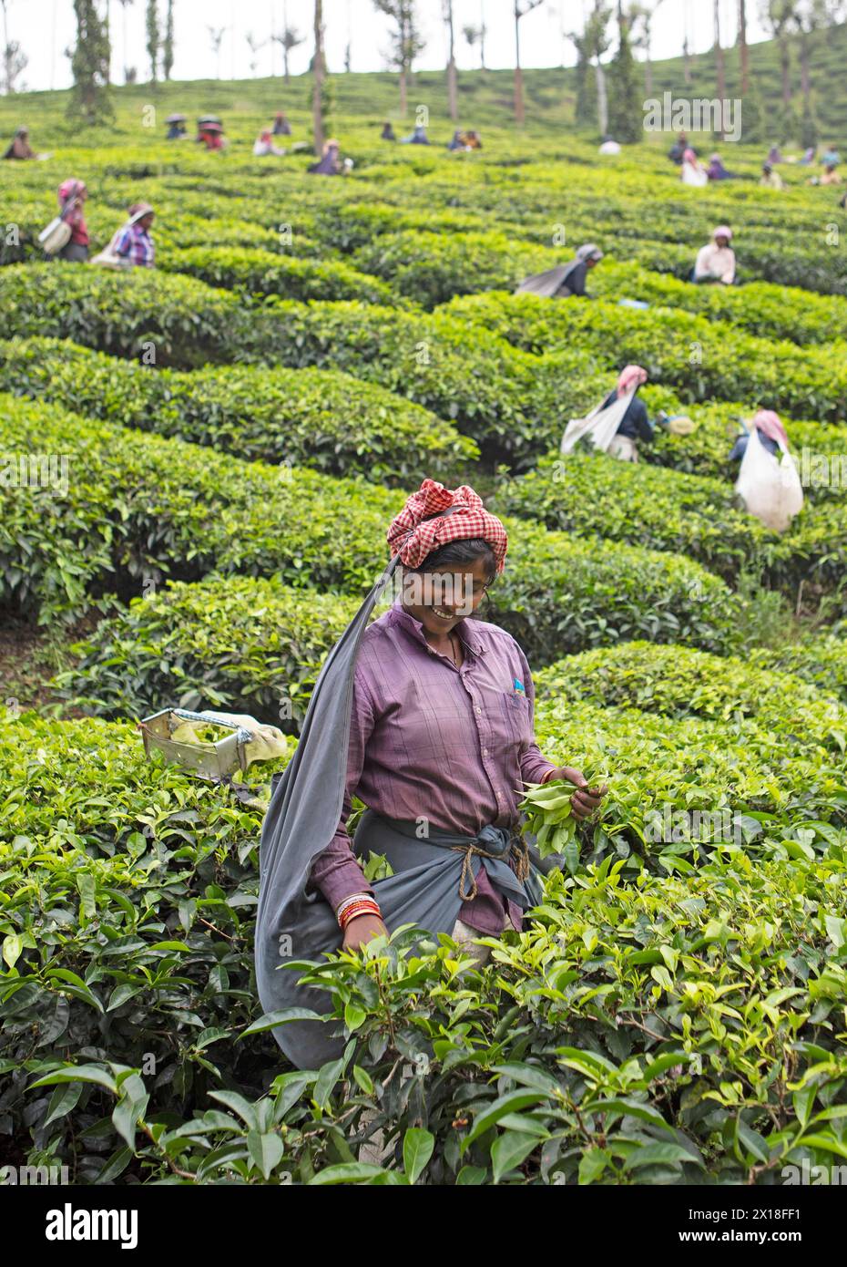 Indian tea kerala hi-res stock photography and images - Alamy