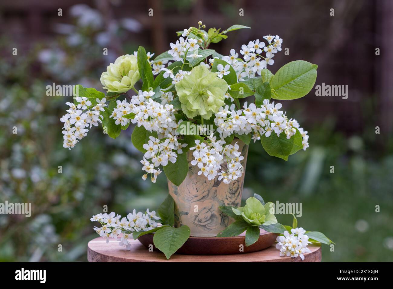 bouquet of European bird cherry and lenten roses in vintage vase Stock Photo