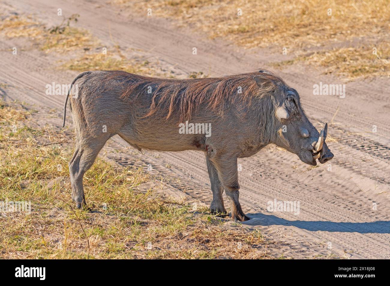 Common Warthog on Rural African Veldt in Chobe National Park in Botswanna Stock Photo